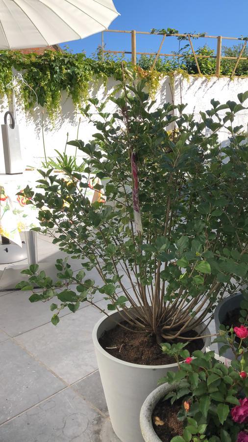 Guesthouse Poppies , Free Parking 奥斯滕德 外观 照片